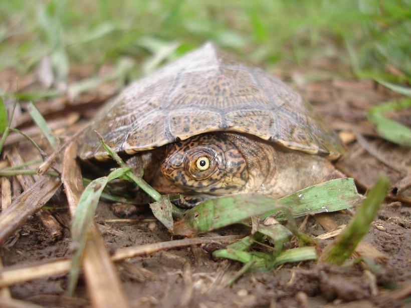 SAReptiles • View topic - deep in the bush